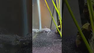 Pictus Catfish Eating Pellets [upl. by Mufi]