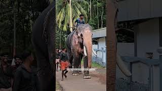 Kadakkechal ganeshan elephant kerala youtubeshorts 2024 [upl. by Reifinnej696]