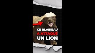 Ce blaireau a attaqué un lion [upl. by Bethina]