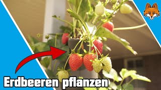 Erdbeeren pflanzen  einfach selber Erdbeeren züchten und ernten 🍓 [upl. by Minsk]