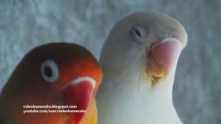 1 Hour Lovebirds Sounds  August  14  2018 [upl. by Iago42]