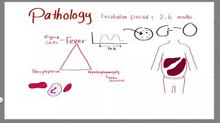 Parasitology 20 Leishmania 02 »DrMoaz [upl. by Lanam]