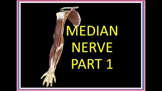 MEDIAN NERVE PART 1 [upl. by Mairem]