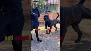 Meet the Presa Canario shortsfeed doglover 🐾🐕‍🦺💪 [upl. by Johannes]