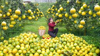 Harvesting Orange Goes To Market Sell  Build a large luffa trellis  Nhất My Bushcraft [upl. by Aneehsar]