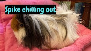 Relax with Spike our Guinea Pig  Bucks Guinea Pig Talks [upl. by Amrita]