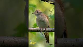 Common Nightingale Singing Ideagiri birdsounds birds [upl. by Nnainot]