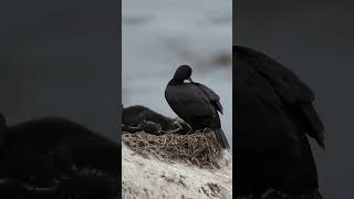 Cormorant feeding Young [upl. by Chelsey]