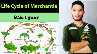 Life cycle of Marchantia  thallus structure and reproduction in Marchantia [upl. by White762]