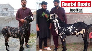 Beetal Goats Setup On RoofTop Lahore 2024  Bakra Mandi [upl. by Hallimaj]