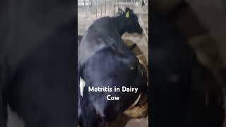 EndoMetritis in dairy cow  Dairy Farm  Cattle  Calving  Dairy business fattening farm [upl. by Weintrob968]