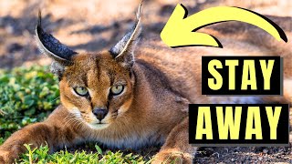 CARACAL  The MOST DANGEROUS Domesticated Cat In the World [upl. by Aramo]