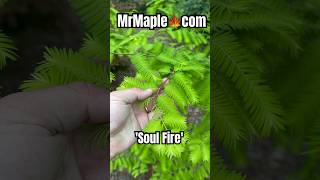 Metasequoia glyptostroboides Soul Fire Golden Dawn Redwood MrMaplecom dawnredwood gardening [upl. by Nnalatsyrc]