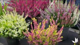 Des plantes DescriptionConseils La Calluna vulgaris [upl. by Namyac]