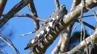 Whitebreasted Woodswallow Hervey Bay Qld [upl. by Dolley]