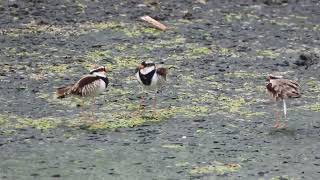 Black fronted Dotterel in territorial dispute [upl. by Iloj]