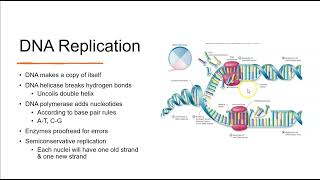 Mitosis [upl. by Normandy]