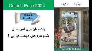 Ostrich Price 2024 [upl. by Bull707]