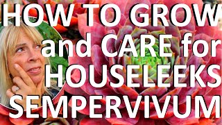 How to Grow Care for and Propagate Houseleeks  Sempervivum [upl. by Gomez948]