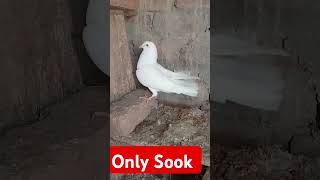 Only Sook short video pigeon boy  Panjabi jod [upl. by Kenna]