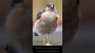 Eurasian Sparrowhawk Birds BirdsofPrey [upl. by Bernardi]