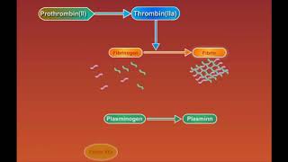 Fibrin Degradation animation video [upl. by Schwenk]