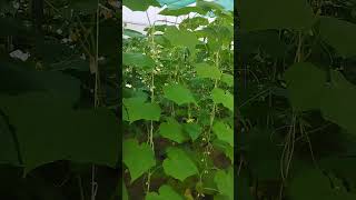 parthenocarpic cucumber horticulture polyhouse [upl. by Akers]