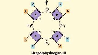 Biosynthesis of Heme porphyrin ring  Heme [upl. by Effie118]