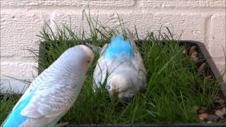 Budgie Grass Bath [upl. by Meaghan]