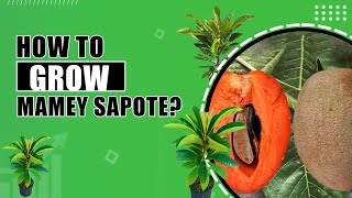 How to grow Mamey Sapote  Mamey Sapote Magana Tree in Home Garden [upl. by Stclair]