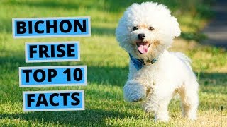 Bichon Frise  TOP 10 Interesting Facts [upl. by Ylrevaw]