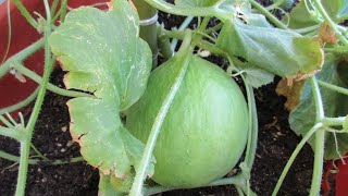 Planting Italian round cucumbers in pots  with 100 success [upl. by Orpah]