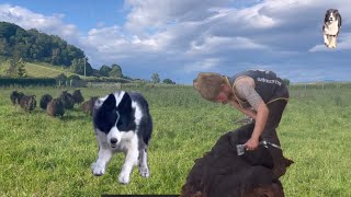 Two border collies herding sheep amp sheep shearing [upl. by Allene19]