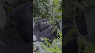 Gorilla Habituation experience all you need to know about gorilla habituation experience [upl. by Dub]