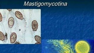 Mastigomycotina classification of fungi  botany [upl. by Hazlett]