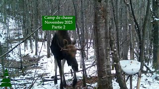 Trail cam Camp de chasse  Novembre 2023  2e partie [upl. by Hines]