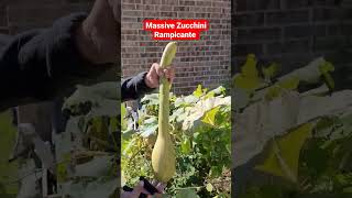 Huge Zucchini Rampicante  DownHome Backyard Gardening [upl. by Clere]