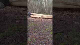 Unveiling the art of late season cabin log peeling [upl. by Noterb]