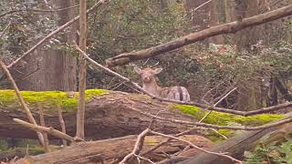 Filming deer in my local woodlands Fallow deer and filmed my first Roe deer in these woods [upl. by Latham]