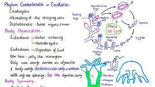 Phylum Coelenterata  phylum Cnidaria  General characteristics of phylum Cnidaria  class 11 [upl. by Travis]