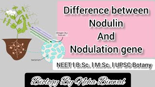 Difference between Nodulin and Nodulation gene l Biology By Neha Binwal l NEET l Bsc l MSc l UPSC [upl. by Yruok]