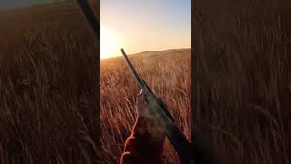 Pheasant Opener 2024 was a blast birds pheasants pheasant pheasanthunting uplandhunting [upl. by Sirap]