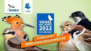 Vogel des Jahres 2022 Die fünf Kandidaten im Check [upl. by Petuu]