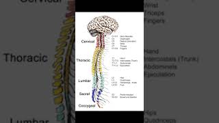 Vertebral Column Anatomy  Dr K Education Channal [upl. by Luanne]