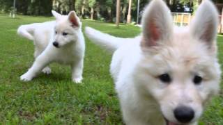 Berger Blanc Suisse Shepherd For sale [upl. by Einnel]