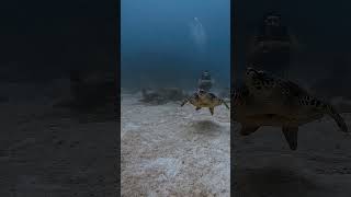 Hawksbill seaturtle at Maldives maldives underwater [upl. by Ihp]