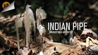 Indian Pipe Monotropa uniflora [upl. by Dannel]