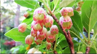 2015 4 22 更紗灯台 サラサドウダン 盆栽 Enkianthus Bonsai [upl. by Aikim683]