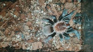 Brachypelma vagans  Брахипельма ваганс  паук птицеед [upl. by Ygief]