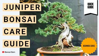 “Juniper Bonsai Care”  Beginner’s Essential Guide” [upl. by Ly311]